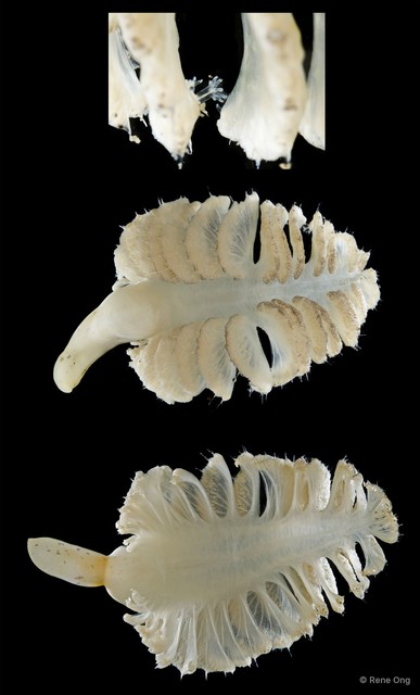 Pennatuloidea sp. "Sea pen SEA-5064" • © Rene Ong • All Rights Reserved