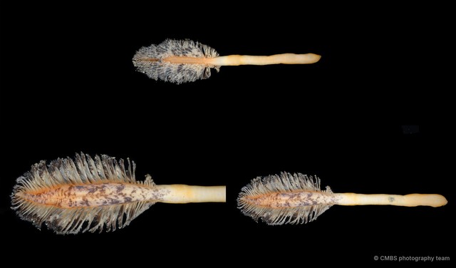 Pennatuloidea sp. "Sea pen SS-0047" • © CMBS photography team • All Rights Reserved