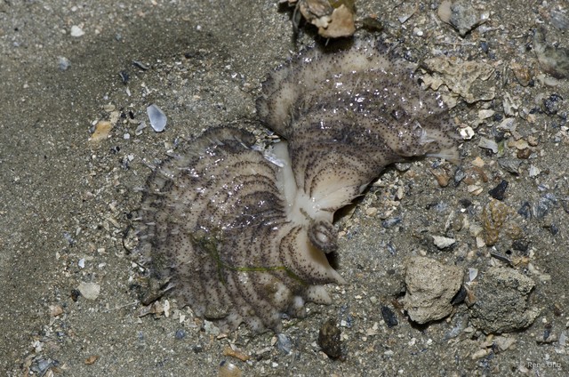 Pennatuloidea sp. "Spiky sea pen 1" • © Rene Ong • All Rights Reserved