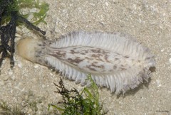 Pennatuloidea sp. "Spiky sea pen 2"