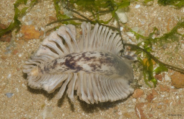 Pennatuloidea sp. "Spiky sea pen 3" • © Rene Ong • All Rights Reserved