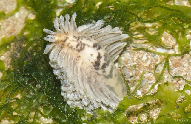 Pennatuloidea sp. "Spiky sea pen 4" • © Rene Ong • All Rights Reserved