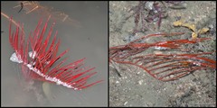 Ctenocella pectinata