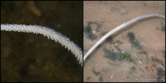 Junceella sp. "f899ada9" • © Ria Tan • All Rights Reserved