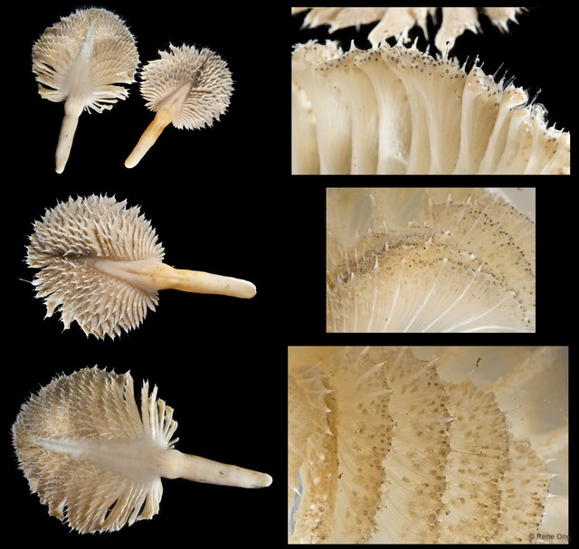 Pennatulidae sp. "Spiky sea pen 2" • © Rene Ong • All Rights Reserved