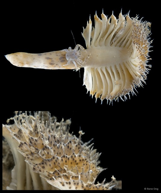 Pennatulidae sp. "Spiky sea pen 3" • © Rene Ong • All Rights Reserved