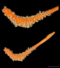 Cavernularia sp. "1"