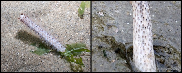 Lituaria sp. "e69c0ca4" • © Ria Tan • All Rights Reserved