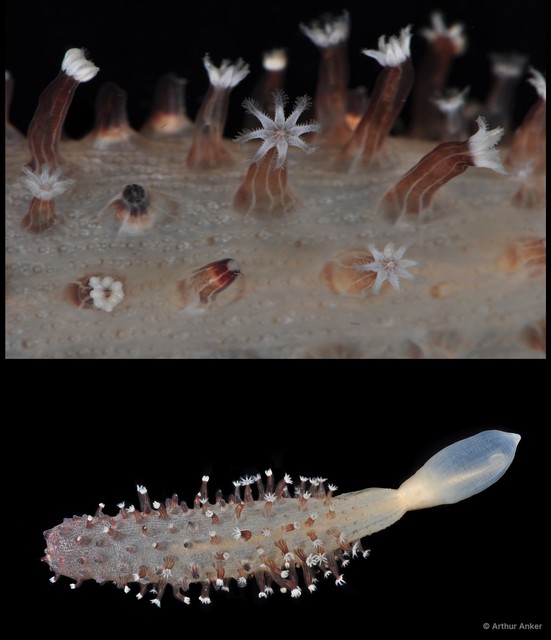 Veretillum sp. "2" • © Arthur Anker • All Rights Reserved
