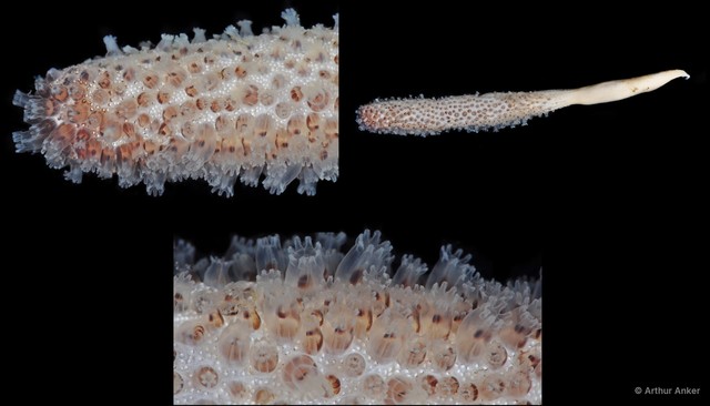 Veretillum sp. "cf." • © Arthur Anker • All Rights Reserved