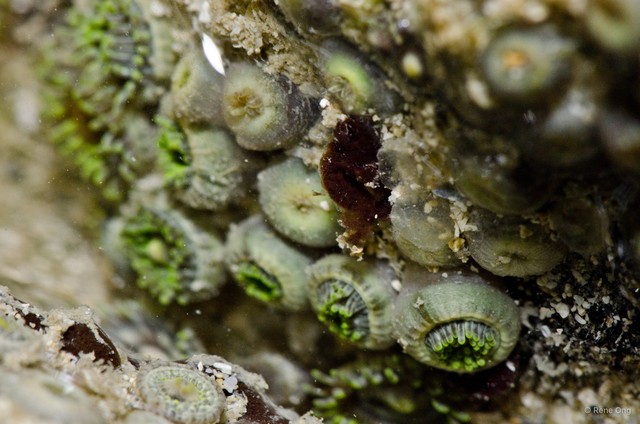 Zoantharia sp. "63ac3074" • © Rene Ong • All Rights Reserved