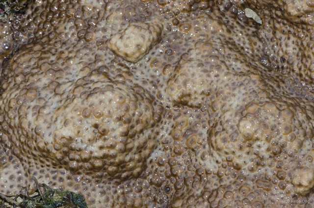 Zoantharia sp. "a7ee526f" • © Rene Ong • All Rights Reserved