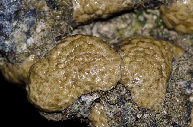Zoantharia sp. "a7ee5272" • © Rene Ong • All Rights Reserved