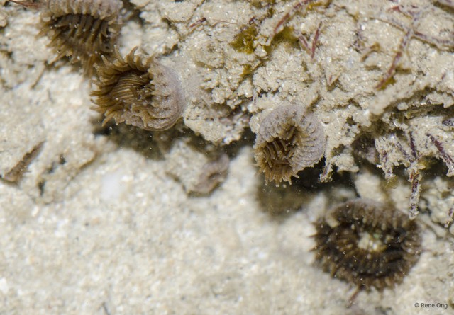 Zoantharia sp. "a7ee5275" • © Rene Ong • All Rights Reserved