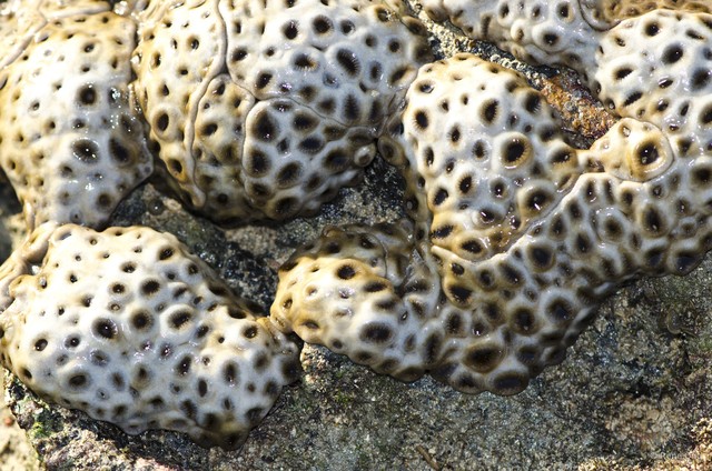 Zoantharia sp. "a7ee5278" • © Rene Ong • All Rights Reserved