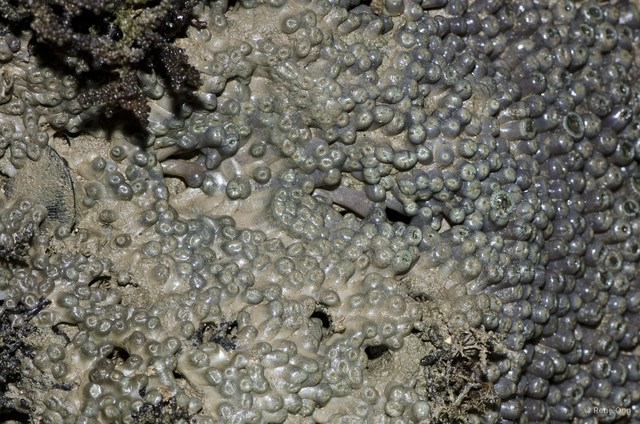 Zoantharia sp. "a7ee527b" • © Rene Ong • All Rights Reserved