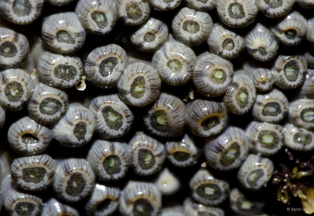 Zoantharia sp. "a7ee527e" • © Rene Ong • All Rights Reserved