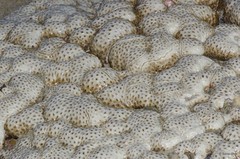 Zoantharia sp. "a7ee5281"
