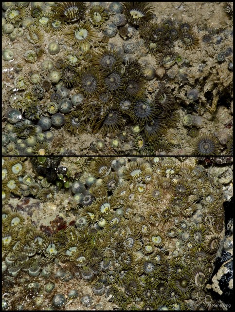 Zoantharia sp. "a7ee5284" • © Rene Ong • All Rights Reserved