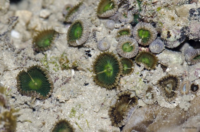 Zoantharia sp. "a7ee5287" • © Rene Ong • All Rights Reserved