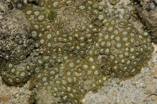 Zoantharia sp. "a7ee528a" • © Rene Ong • All Rights Reserved