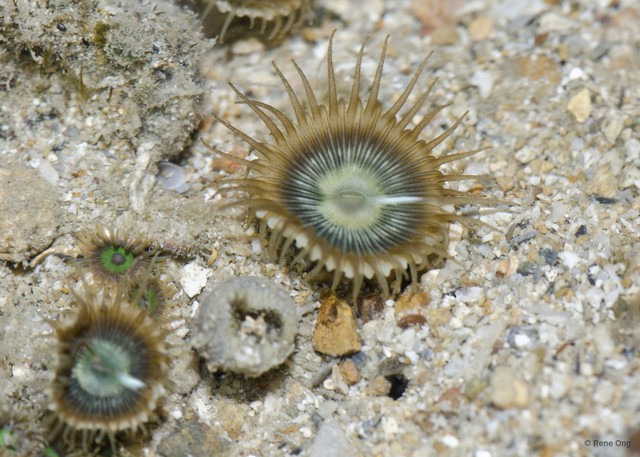 Zoantharia sp. "a7ee528d" • © Rene Ong • All Rights Reserved