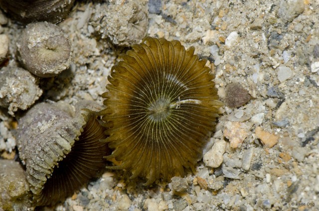 Zoantharia sp. "a7ee5290" • © Rene Ong • All Rights Reserved