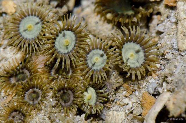 Zoantharia sp. "a7ee5293" • © Rene Ong • All Rights Reserved
