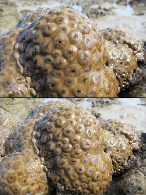 Zoantharia sp. "a7ee5299" • © Rene Ong • All Rights Reserved