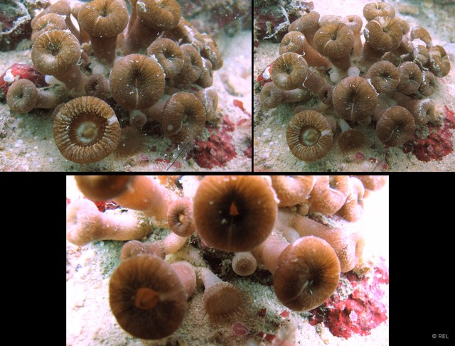 Zoantharia sp. "IP0314" • © REL • All Rights Reserved