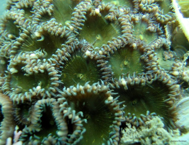 Palythoa sp. "aff. heliodiscus singapura" • © James Reimer • All Rights Reserved