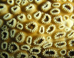 Palythoa tuberculosa • © James Reimer • All Rights Reserved