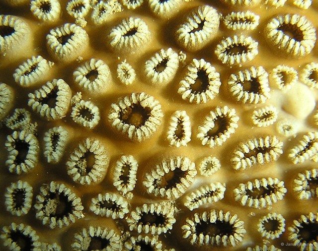 Palythoa tuberculosa • © James Reimer • All Rights Reserved