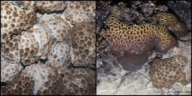 Palythoa tuberculosa