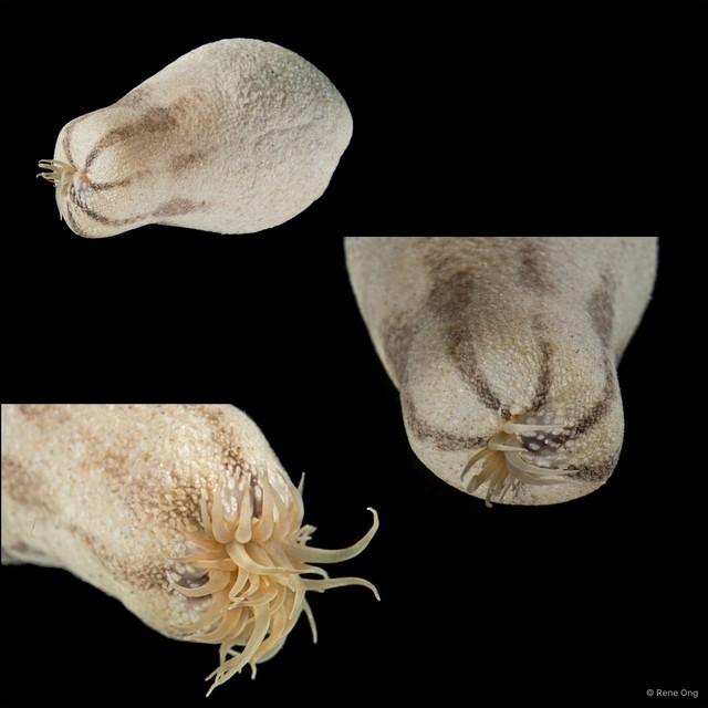 Sphenopus sp. "1" • © Rene Ong • All Rights Reserved