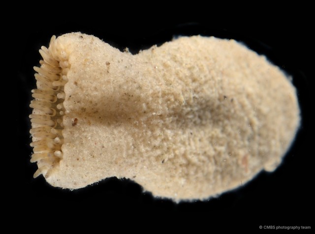 Sphenopus sp. "3" • © CMBS photography team • All Rights Reserved