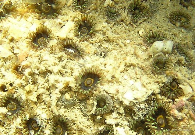 Zoanthus sansibaricus • © James Reimer • All Rights Reserved