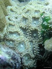 Zoanthus vietnamensis • © James Reimer • All Rights Reserved