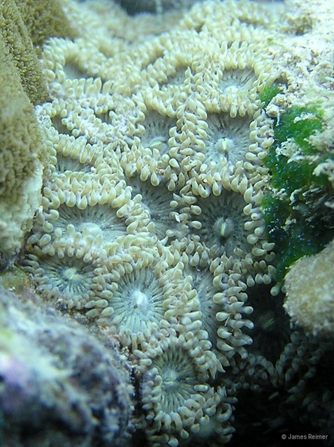 Zoanthus vietnamensis • © James Reimer • All Rights Reserved
