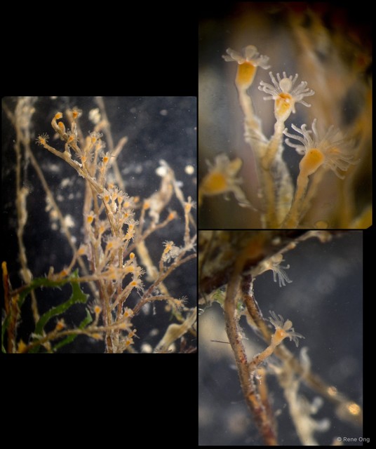 Hydrozoa sp. "Hydroid 10" • © Rene Ong • All Rights Reserved