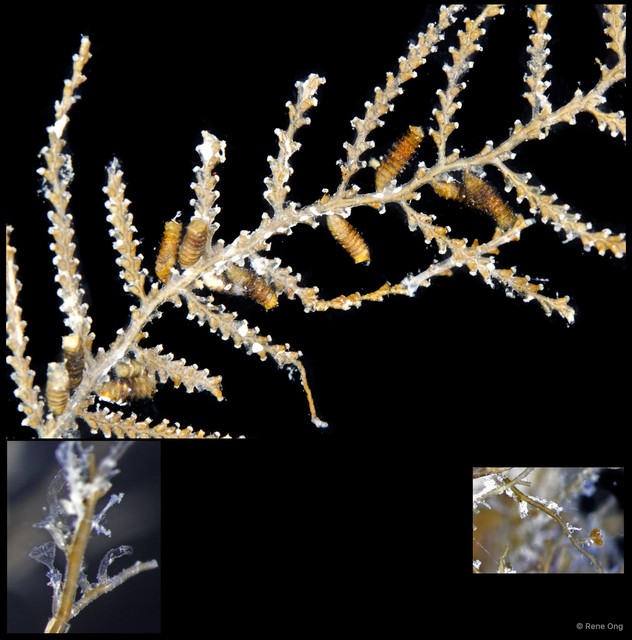 Hydrozoa sp. "Hydroid 12" • © Rene Ong • All Rights Reserved