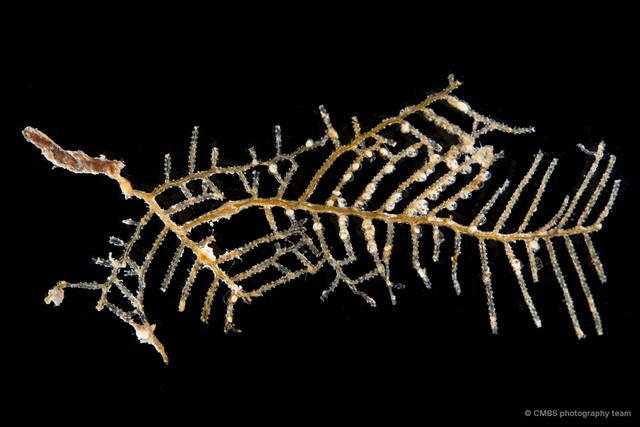 Hydrozoa sp. "Hydroid 13" • © CMBS photography team • All Rights Reserved