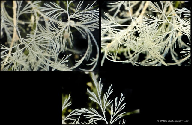 Hydrozoa sp. "Hydroid 14" • © CMBS photography team • All Rights Reserved