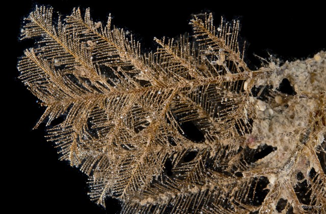 Hydrozoa sp. "Hydroid 15" • © Rene Ong • All Rights Reserved