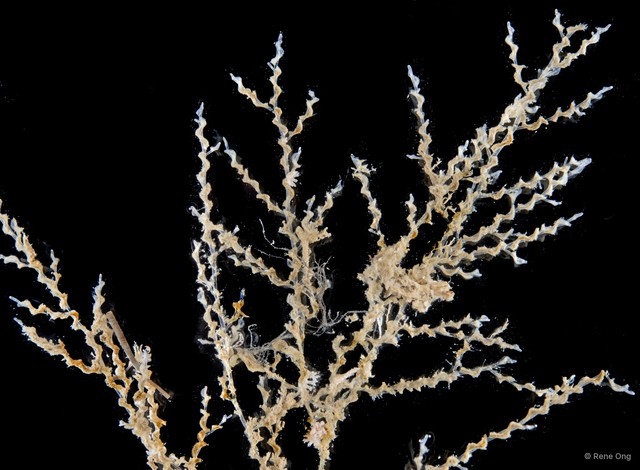 Hydrozoa sp. "Hydroid 16" • © Rene Ong • All Rights Reserved