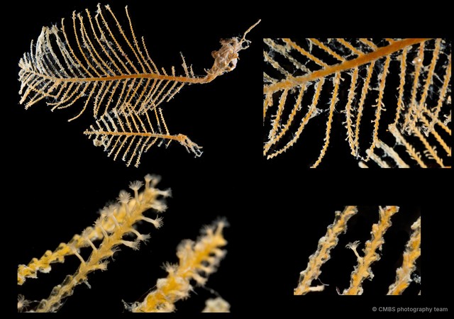 Hydrozoa sp. "Hydroid 18" • © CMBS photography team • All Rights Reserved