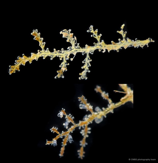 Hydrozoa sp. "Hydroid 19" • © CMBS photography team • All Rights Reserved