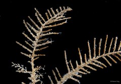Hydrozoa sp. "Hydroid 2"