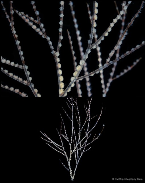 Hydrozoa sp. "Hydroid 20" • © CMBS photography team • All Rights Reserved