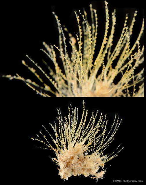 Hydrozoa sp. "Hydroid 21" • © CMBS photography team • All Rights Reserved